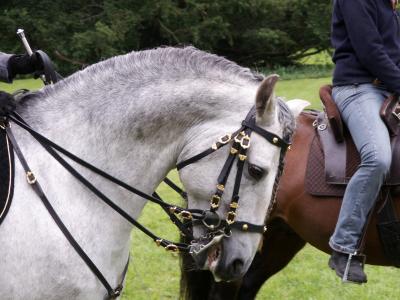 Hochzeit mit Pferd planen - hochzeitsplanung